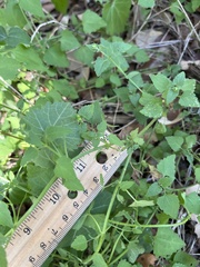 Fleischmannia incarnata