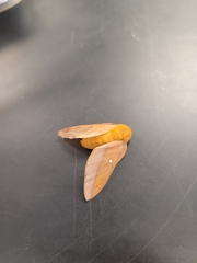 Anisota virginiensis
