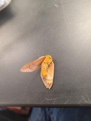 Anisota virginiensis