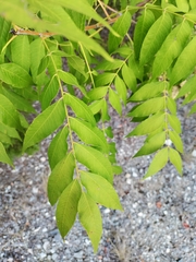 Pistacia chinensis