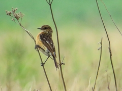 Saxicola torquatus