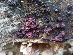 Ascocoryne cylichnium