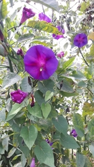 Ipomoea orizabensis orizabensis