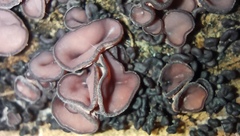 Ascocoryne cylichnium