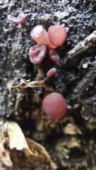 Ascocoryne cylichnium