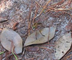Diogmites crudelis
