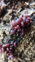 Ascocoryne cylichnium