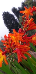 Crocosmia aurea