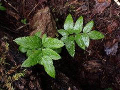 Angelica genuflexa