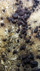 Ascocoryne cylichnium