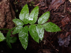 Angelica genuflexa