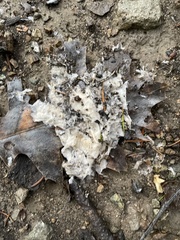 Protosteliomycetes
