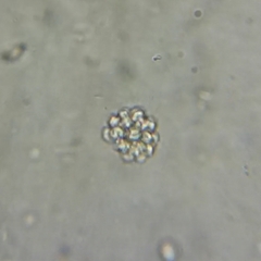 Anthophysa vegetans