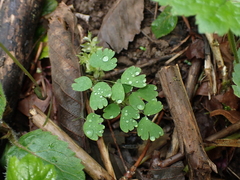 Thalictrum occidentale