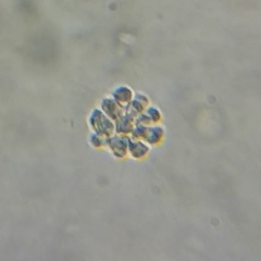 Anthophysa vegetans