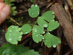 Thalictrum occidentale