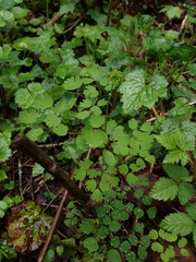 Thalictrum occidentale