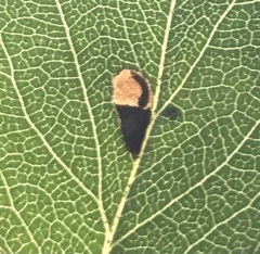 Coptodisca splendoriferella