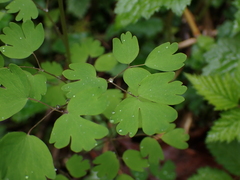 Thalictrum occidentale