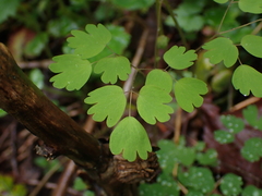 Thalictrum occidentale