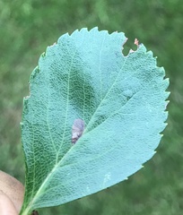 Coptodisca splendoriferella