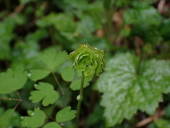 Thalictrum occidentale
