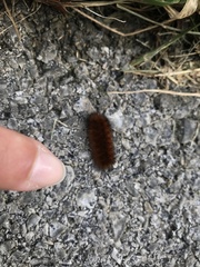 Spilosomina