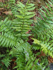Dryopteris cristata