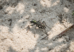 Cicindela scutellaris lecontei