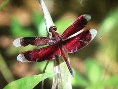 Neurothemis stigmatizans