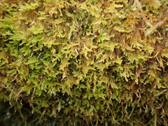 Stereodon subimponens