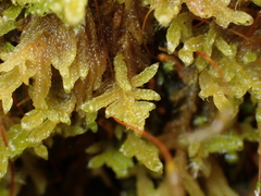 Stereodon subimponens