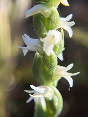 Spiranthes ovalis erostellata