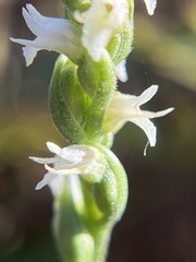 Spiranthes ovalis erostellata