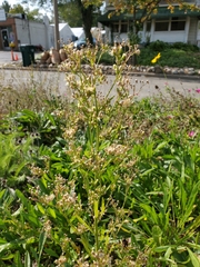 Erigeron canadensis