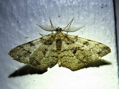 Peribatodes secundaria