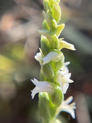 Spiranthes ovalis erostellata
