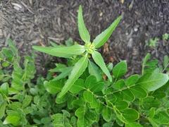 Euphorbia dentata
