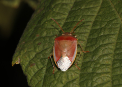 Piezodorus lituratus