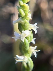 Spiranthes ovalis erostellata