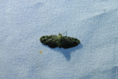 Pasiphila rectangulata