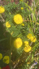 Tagetes erecta
