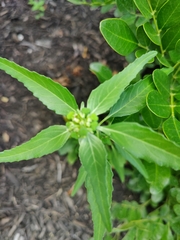 Euphorbia dentata
