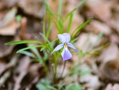 Viola pedata