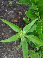 Euphorbia dentata
