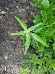 Euphorbia dentata