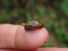 Prophysaon foliolatum