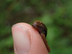Prophysaon foliolatum