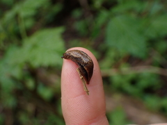 Prophysaon foliolatum
