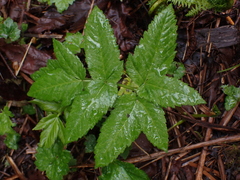 Angelica genuflexa